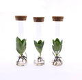 Clusia in Röhrenglas – Balsamapfel – Hydroponie Zimmerpflanze – Ø5cm – Höhe ca. 15cm – 3 Pflanzen – dekorative Glasvase mit Grünpflanze – Plant