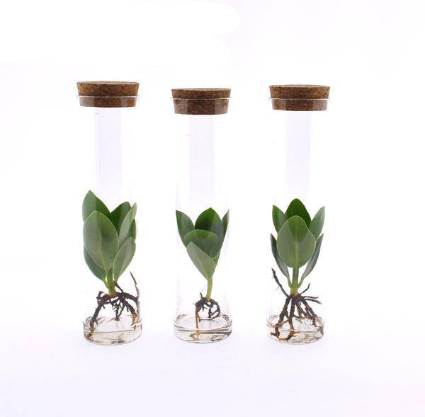 Clusia in Röhrenglas – Balsamapfel – Hydroponie Zimmerpflanze – Ø5cm – Höhe ca. 15cm – 3 Pflanzen – dekorative Glasvase mit Grünpflanze – Plant