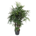 Steckenpalme Rhapis Excelsa Zimmerpflanze Ø40cm ↕190cm – tropische Grünpflanze für Wohnzimmer, Büro & helle Standorte kaufen – Plant