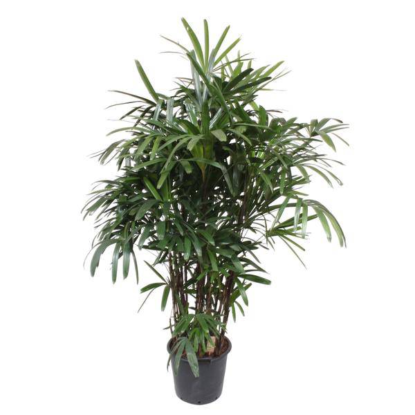 Steckenpalme Rhapis Excelsa Zimmerpflanze Ø40cm ↕190cm – tropische Grünpflanze für Wohnzimmer, Büro & helle Standorte kaufen – Plant