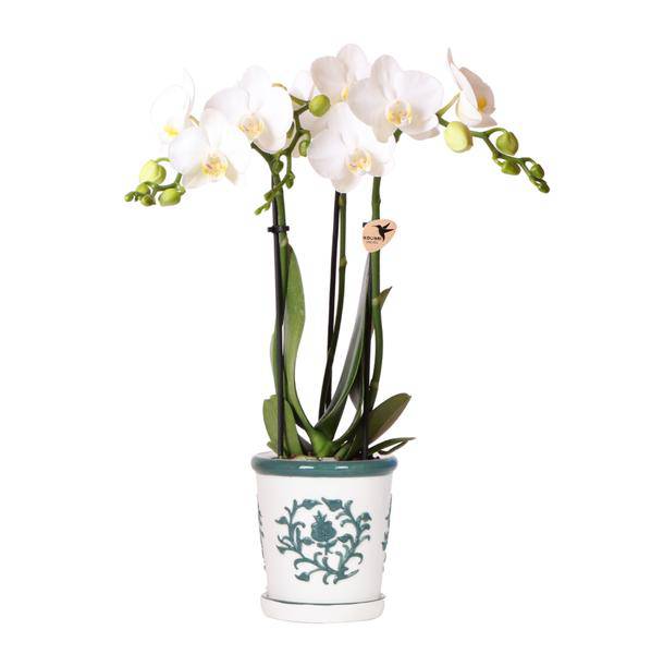 Phalaenopsis Orchidee Amabilis Weiß – Zimmerpflanze Ø9cm – inkl. Malaga Ziertopf Grün – Elegante Orchidee mit 2-3 Blütenstielen – Plant