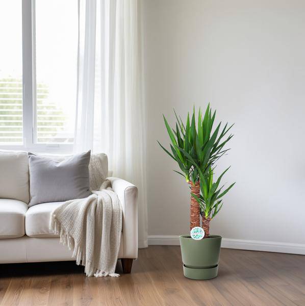 Palmlilie – Yucca Elephantipes – Zimmerpflanze – Ø17cm – Höhe ca. 80cm – pflegeleicht & luftreinigend – Plant