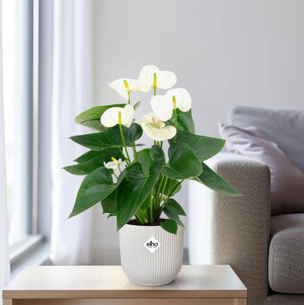 Flamingoblume Anthurium Weiß Zimmerpflanze Ø12cm ↕43cm – pflegeleichte Grünpflanze für Wohnzimmer, Büro & helle Standorte kaufen – Plant