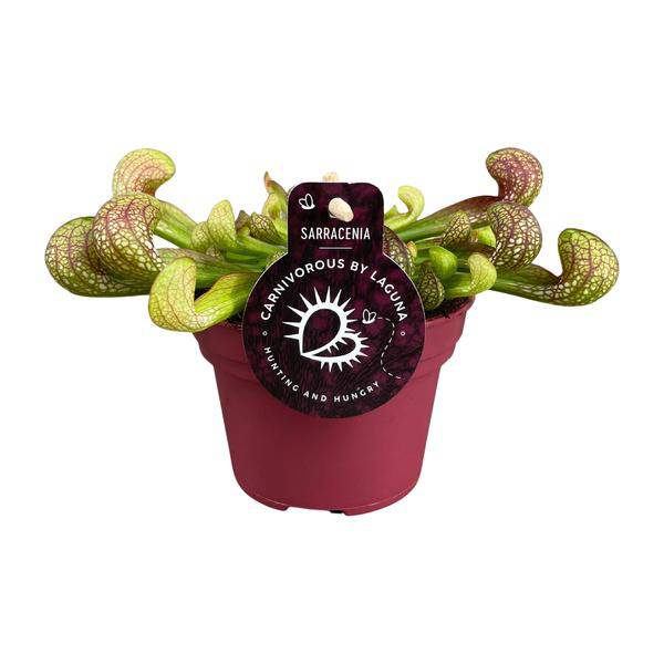 Papageien-Schlauchpflanze Sarracenia Psittacina – Zimmerpflanze – Ø12cm – ↕13cm – Exotische Fleischfressende Pflanze – Pflegeleicht & Halbschatten geeignet – Für Innenräume & kleine Gärten – Plant