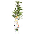 Trompetenblume Orange Gartenpflanze Ø15cm ↕65cm – winterharte Pflanze für Garten, Balkon, Terrasse, Kübel & Beet online kaufen – Plant