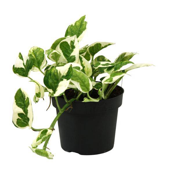 Gefleckte Efeutute – Scindapsus Epipremnum N’joy – Zimmerpflanze Ø12cm ↕15cm – pflegeleichte luftreinigende Kletterpflanze mit herzförmigen Blättern