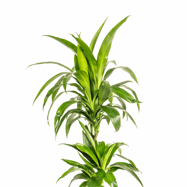 Dracaena Deremensis Lisa – Drachenbaum – Ø19cm – ↕70-90cm – Elegante Zimmerpflanze mit dunkelgrünen Blättern – Pflegeleicht & luftreinigend – Plant