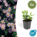 Wild – Aster ageratoides 'Asran' – ↕10-25cm – Ø9cm – Herbstblüher für Garten & Balkon – Pflegeleichte Staude mit hellblauen Blüten – Plant