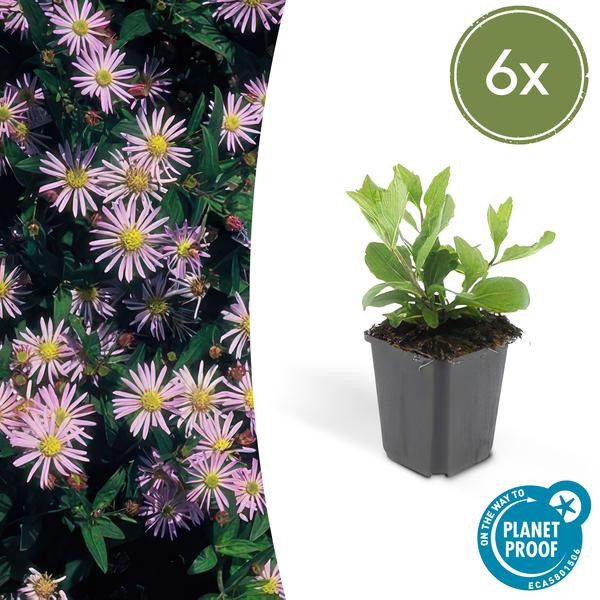 Wild – Aster ageratoides 'Asran' – ↕10-25cm – Ø9cm – Herbstblüher für Garten & Balkon – Pflegeleichte Staude mit hellblauen Blüten – Plant
