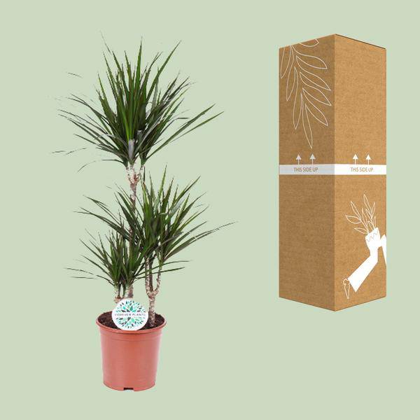 Drachenbaum Dracaena Marginata Zimmerpflanze Ø21cm ↕115cm – pflegeleichte Grünpflanze für Wohnzimmer, Büro & helle Standorte kaufen – Plant