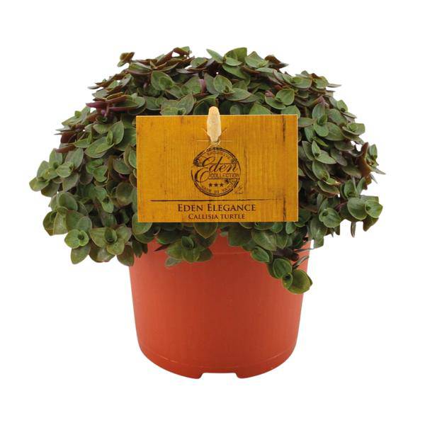 Callisia repens Kriechendes Schönpolster – Ø10,5cm ↕15cm – Beliebte Zimmerpflanze mit hängenden Ranken – Pflegeleicht & dekorativ – Plant