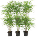 Schirmbambus Fargesia Rufa Gartenpflanze Ø12cm ↕25cm – winterharte Pflanze für Garten, Balkon, Terrasse, Kübel & Beet online kaufen – Plant