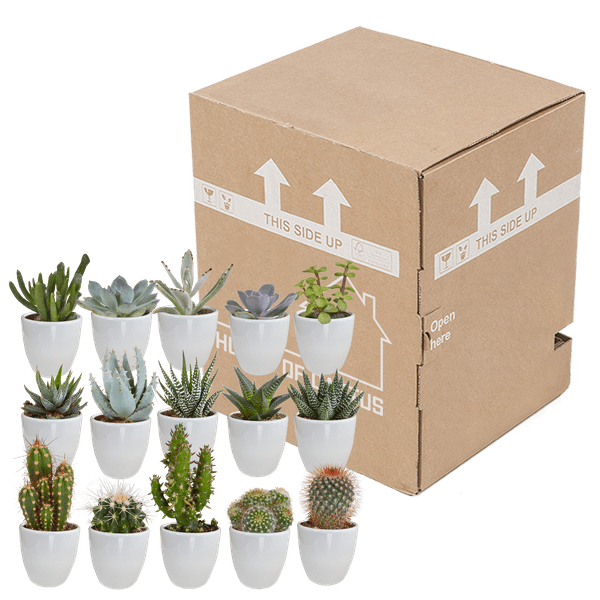 Sukkulenten & Kakteen Mix – 15 Pflanzen Ø5,5cm Zimmerpflanzen im weißen Glas – Verschiedene Mini – Sukkulenten & Kakteen – Plant