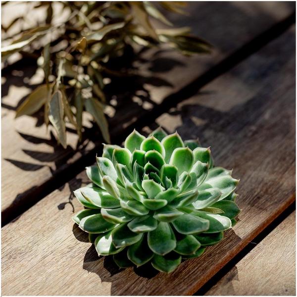 Sukkulente Echeveria pulidonis ROOTLESS Zimmerpflanze – pflegeleichte Sukkulente für Wohnzimmer, Büro & helle Standorte kaufen – Plant