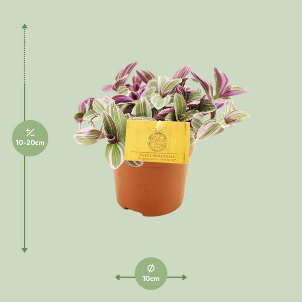 Tradescantia Sweetness – Dreimasterblume – Zimmerpflanze – Ø10,5cm – Höhe ca. 10cm – Kompakte, pflegeleichte Blattschmuckpflanze – Plant