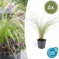 Federgras – Stipa tenuissima 'Pferdeschwänze' – ↕10-25cm – Ø9cm – Luftiges Ziergras – Sonne – Pflegeleicht – Blühend von Mai bis Septembe – Plant
