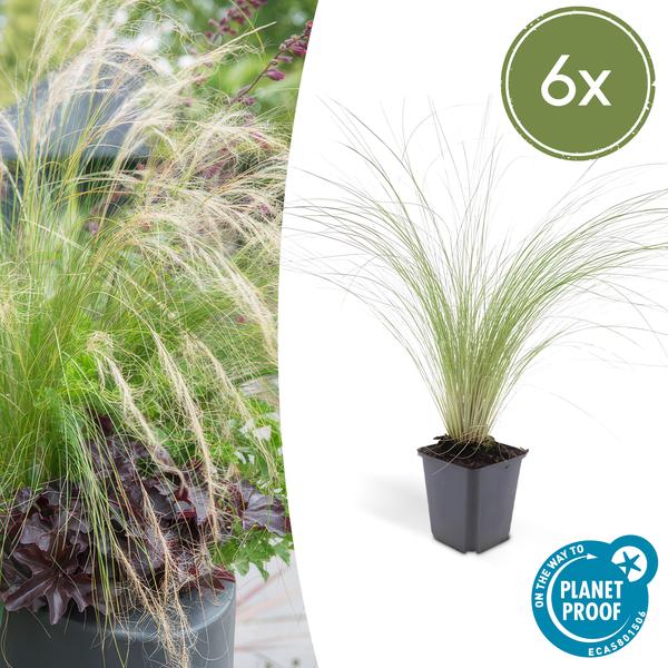 Federgras – Stipa tenuissima 'Pferdeschwänze' – ↕10-25cm – Ø9cm – Luftiges Ziergras – Sonne – Pflegeleicht – Blühend von Mai bis Septembe – Plant