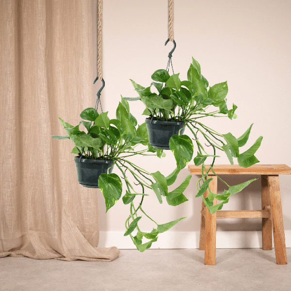 Efeutute Epipremnum Aureum Scindapsus Zimmerpflanze Ø15cm ↕25cm – pflegeleichte Grünpflanze für Wohnzimmer, Büro & helle Standorte kaufen – Plant