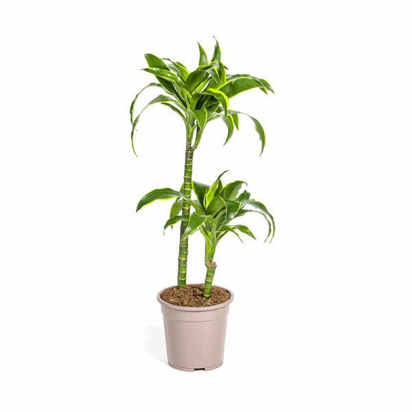 Dracaena deremensis ‘Dorado’ – Drachenbaum – Zimmerpflanze Ø19cm – 70–90cm hoch – Pflegeleichte Grünpflanze mit dunkelgrünen Blättern & gelbem Rand – Luftreinigend – Plant