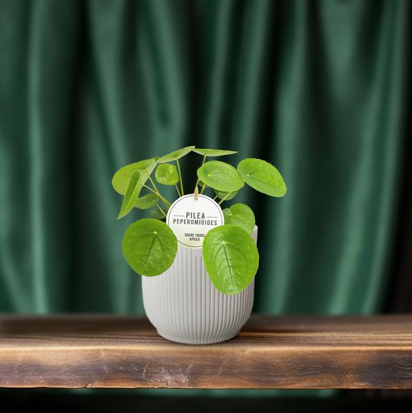 Chinesischer Geldbaum Pilea Peperomioides Zimmerpflanze Ø13cm ↕20cm – pflegeleichte Grünpflanze für Wohnzimmer, Büro & helle Standorte kaufen – Plant