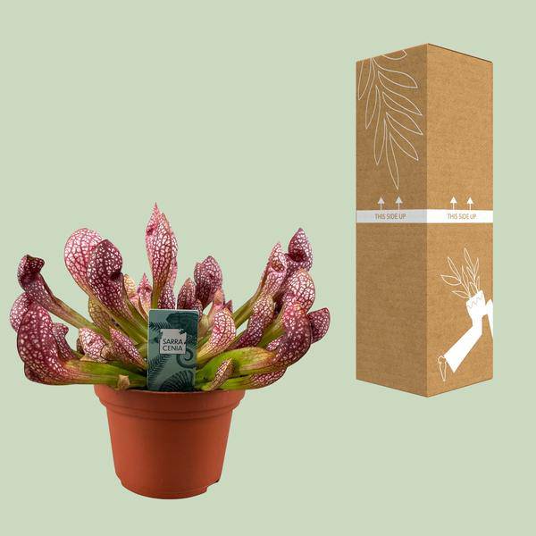 Schlauchpflanze – Sarracenia Scarlet Belle – fleischfressende Zimmerpflanze – Ø12cm – ca. 40cm hoch – exotische Karnivore für Innen & Balkon – Plant