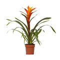 Bromelie – Guzmania Variada – Zimmerpflanze – Ø12cm – ↕50cm – Exotische Blühpflanze für Innenräume – Pflegeleicht & dekorativ – Plant