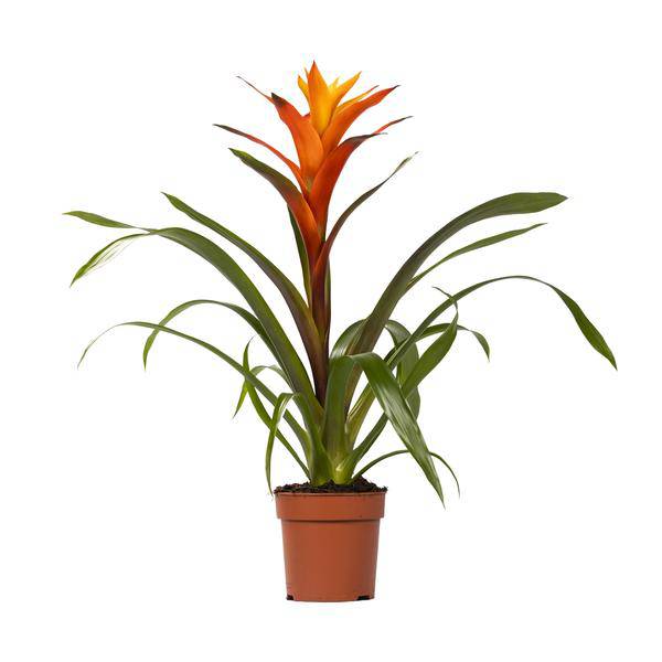 Bromelie – Guzmania Variada – Zimmerpflanze – Ø12cm – ↕50cm – Exotische Blühpflanze für Innenräume – Pflegeleicht & dekorativ – Plant