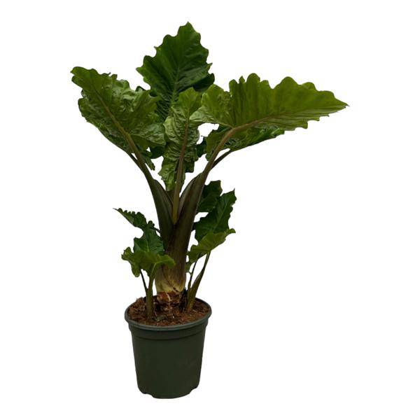 Alocasia Low Raider – Pfeilblatt – Exotische Zimmerpflanze mit blaugrünen Blättern – Höhe ca. 75cm – Ø26cm – Plant