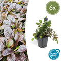 Kriechender Günsel Ajuga reptans – ↕10-25cm – Ø9cm – Bodendecker – Halbschatten & Schatten – Blühend & pflegeleicht – Plant