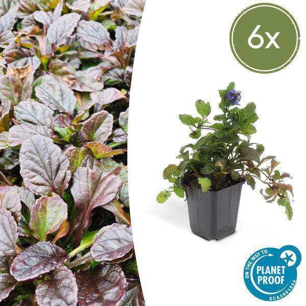 Kriechender Günsel Ajuga reptans – ↕10-25cm – Ø9cm – Bodendecker – Halbschatten & Schatten – Blühend & pflegeleicht – Plant