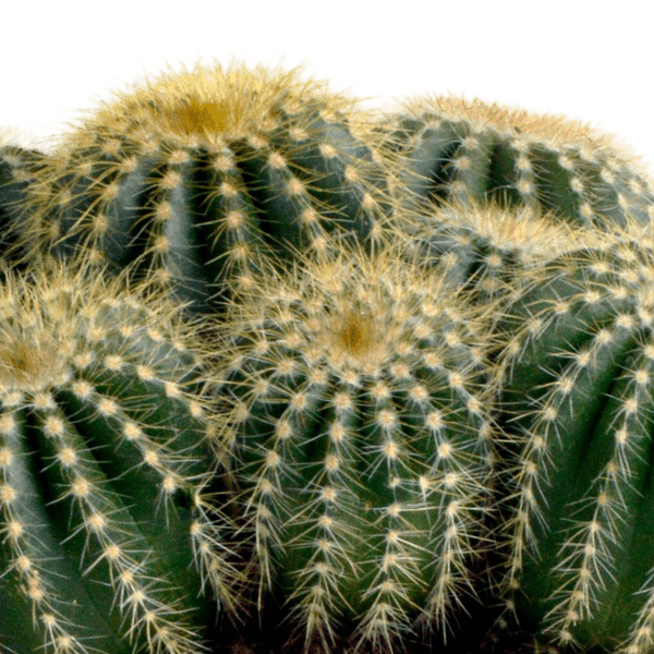 Kaktus – Eriocactus warasii – Ø12cm – Zimmerpflanze & Sukkulente – Kugelkaktus mit feinen gelben Stacheln – Pflegeleicht & dekorativ – Plant