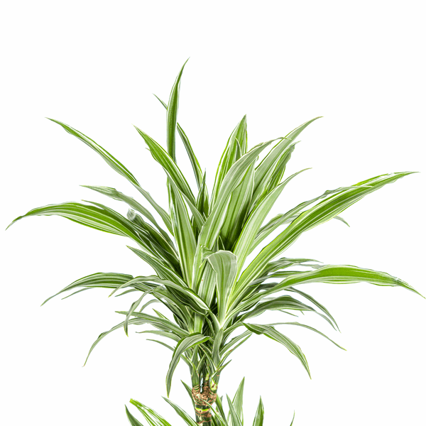 Dracaena Deremensis White Stripe – Drachenbaum – Ø19cm – ↕70-90cm – Elegante Zimmerpflanze mit weißen Blattstreifen – Pflegeleicht & luftreinigend – Plant