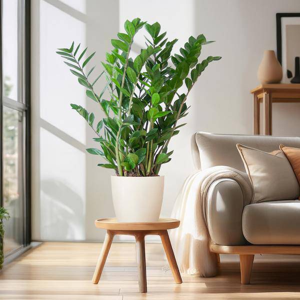 Zamioculcas Zamiifolia Glücksfeder – robuste Zimmerpflanze ↕80cm Ø21cm – pflegeleichte Smaragdpalme im nachhaltigen Viber Topf Weiß – Plant