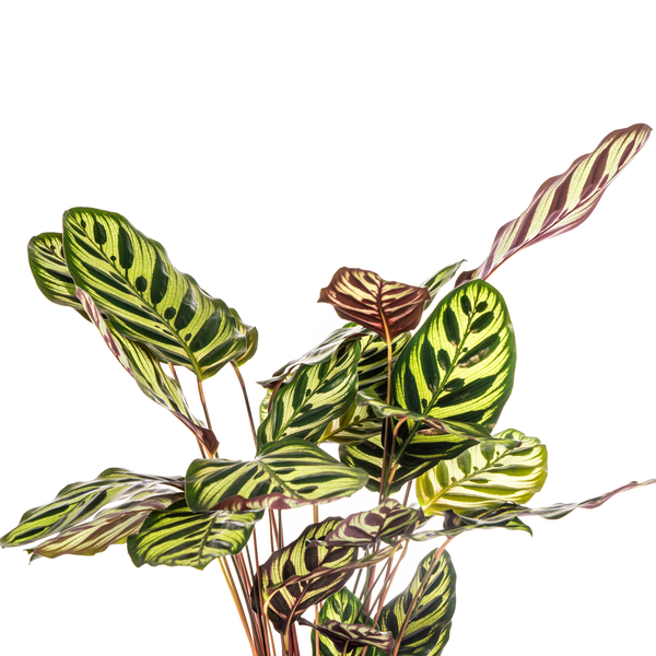 Calathea Makoyana Pfauen – Korbmaranthe – Zimmerpflanze Ø17cm – ca. 40-50cm hoch – Dekorative Blätter mit roter Unterseite – Plant
