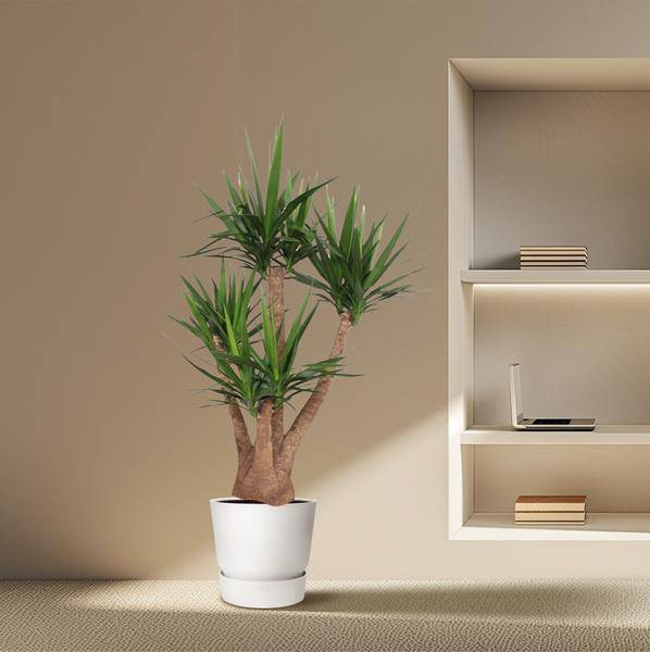 Riesen – Palmlilie – Yucca Elephantipes verzweigt – Zimmerpflanze 170cm – Ø45cm – Pflegeleichte Grünpflanze mit langen, spitzen Blättern – Plant