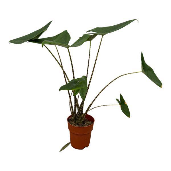 Alocasia Zebrina – Tiger – Pfeilblatt – Exotische Zimmerpflanze – Ø21cm – Höhe ca. 100cm – Plant