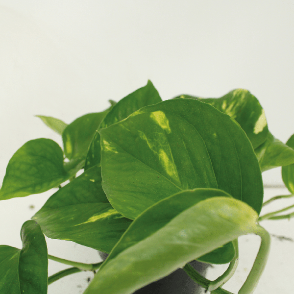 Efeutute Epipremnum aureum Scindapsus Zimmerpflanze Ø12cm ↕20cm – pflegeleichte Grünpflanze für Wohnzimmer, Büro & helle Standorte kaufen – Plant