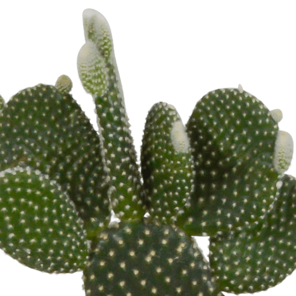 Sukkulenten & Kakteen Mix 3 Pflanzen Ø10,5cm – pflegeleichtes Pflanzen Set für Urban Jungle, Fensterbank, Wohnzimmer & Büro – Plant