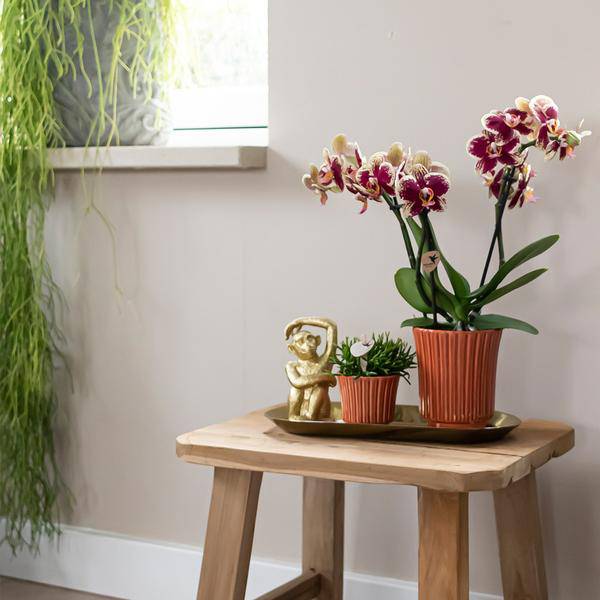 Überraschungsbox Orchideen Ø9cm – pflegeleichtes Pflanzen Set für Urban Jungle, Fensterbank, Wohnzimmer & Büro – Plant