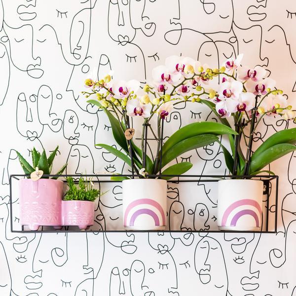 Weiße Phalaenopsis – Orchidee ‘Mineral Gibraltar’ – Blühende Zimmerpflanze – Ø9cm – Topf – Elegante & langlebige Blüten – Plant