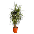 Drachenbaum Dracaena Anita Variegata Zimmerpflanze 190cm Große Grünpflan Zimmerpflanze ↕190cm – pflegeleichte Grünpflanze für Wohnzimmer, Büro – Plant