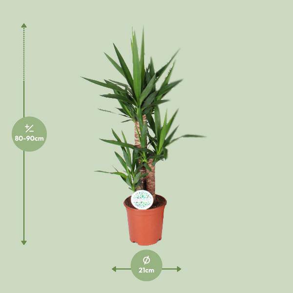 Palmlilie – Yucca – Zimmerpflanze – Ø21cm – ca. 90cm hoch – pflegeleichte Grünpflanze für Wohnzimmer Büro Flur – Plant