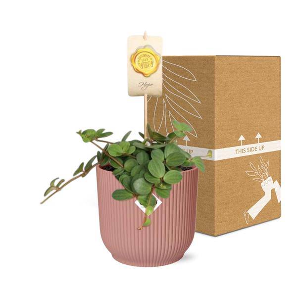 Zwergpfeffer – Peperomia Hope – pflegeleichte Zimmerpflanze – dekorativer Topf Vibes Fold 14cm Rosa – kompakte Grünpflanze für Innenräume – Plant