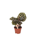 Calathea Makoyana – Pfauen – Korbmarante – Ø6cm – Luftreinigende Zimmerpflanze mit exotischem Blattmuster – Tropische Grünpflanze für Innenräume – Plant