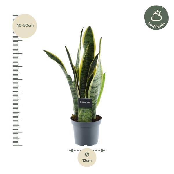 Sansevieria Laurentii – Bogenhanf – Zimmerpflanze – Pflegeleichte Grünpflanze – Luftreinigend – Exotische Blattschmuckpflanze – Ø12cm – ↕45cm – Plant