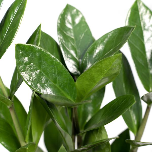 Glücksfeder Zamioculcas – Pflegeleichte Zimmerpflanze – Höhe ca. 35cm – Ø12cm – Immergrün & robust – Für Büro & Wohnung – Plant