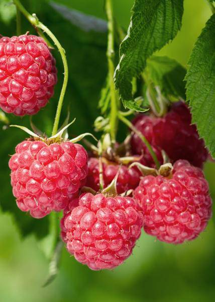 Himbeere Rubus idaeus 'Malling Promise' – Selbstbestäubende Sommer-Himbeere – 100% biologisch – Ø13cm – ca. 45cm Höhe – Leckere rote Früchte – Plant
