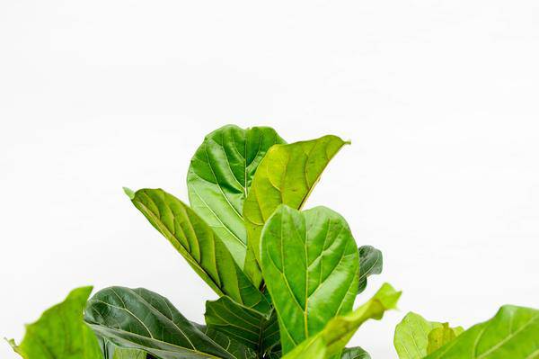 Geigen – Feige – Ficus Lyrata – Zimmerpflanze 200cm – Ø40cm – XXL – Designpflanze mit großen geigenförmigen Blättern – Pflegeleicht – Plant