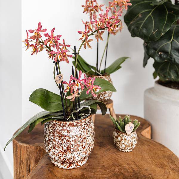 Kombi – Angebot Safari Ziertöpfe 3er Set – Ø6cm, Ø9cm & Ø12cm – Stilvolle Pflanztöpfe für Zimmerpflanzen – Exotisches Dschungel – Design – Plant