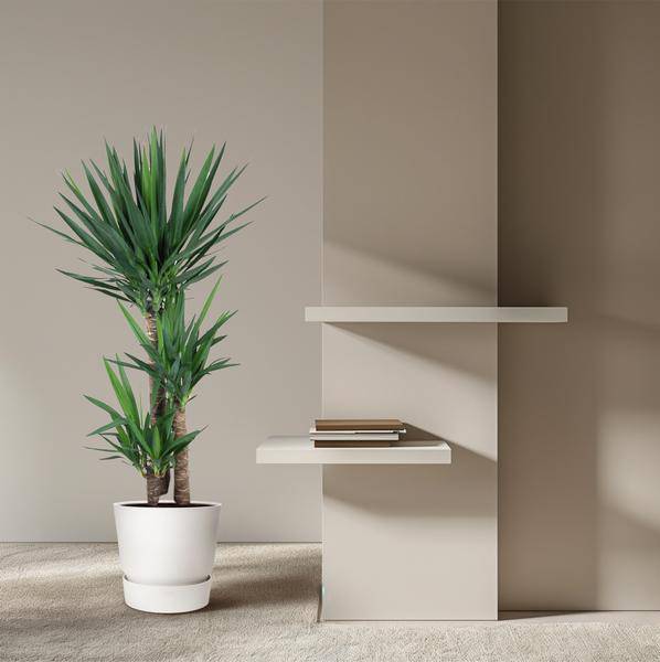 Yucca Elephantipes – Riesen – Palmlilie – Zimmerpflanze – Ø27cm – ↕140cm – Pflegeleicht & Robust – Für Innen & Außen – Plant